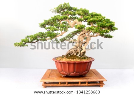 Chinese  bonsai tree isolated on white background.