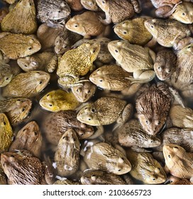 Chinese Bullfrog (Hoplobatrachus Rugulosus) - These Frogs Are Artificially Bred For Food In Southeast Asia. Thai Market. So-called Wet Markets