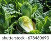 chinese cabbage plant