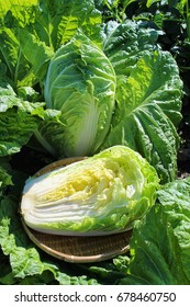 Chinese Cabbage