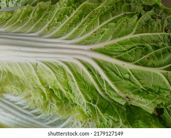 Chinese Cabbage. Chinese Cabbages On Sale In The Wet Market. Cabbage - Food Background