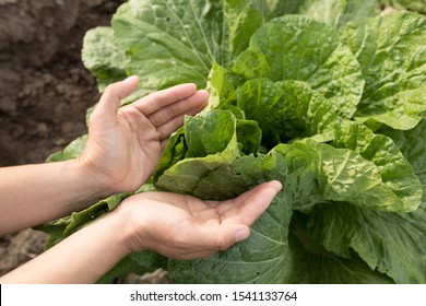 Chinese cabbage crop growing at field - Shutterstock ID 1541133764