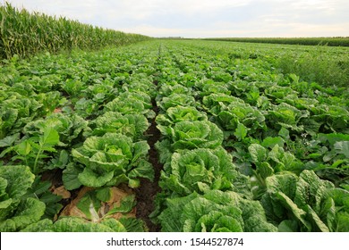 Chinese Cabbage Crop Growing Field Stock Photo 1544527874 | Shutterstock