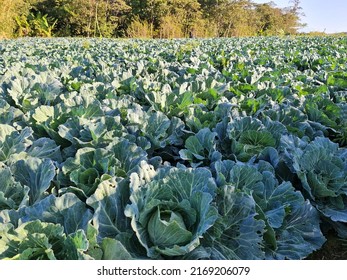 The Chinese cabbage field is planted has green cabbage trees planted in the soil   in organic farm, no chemicals. Scientific name Brassica oleracea var.capitata leaves are commonly used in cooking.