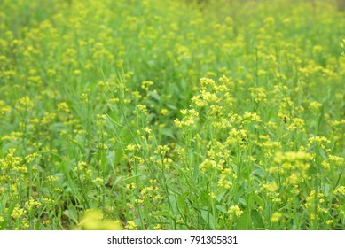 Chinese cabbage field with yellow blossom flowers. - Shutterstock ID 791305831