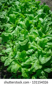 Chinese Cabbage In The Garden Is Ready To Harvest