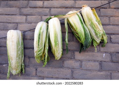 Chinese Cabbage On The Wall, North China