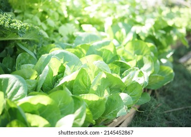 Chinese Cabbage Plant Growing In Vegetable Garden