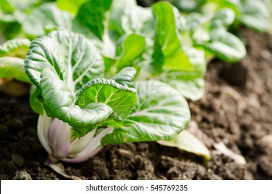 Chinese Cabbage,Bok Choy Or Pak Choi In A Farm,organic Vegetables