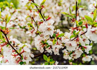 The Chinese cherry blossoming in the Far East. Early spring, cloudy day after rain. 