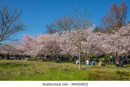 Chinese cherry trees