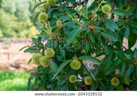 Chinese Chestnut Tree, branch with ripe fruits, harvest in the garden