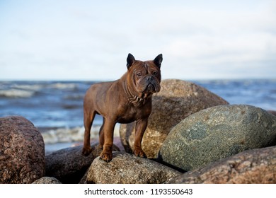 The Chinese Chongqing Dog