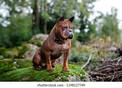 The Chinese Chongqing Dog