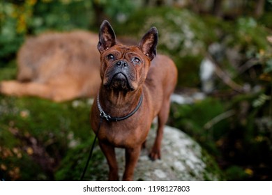 The Chinese Chongqing Dog