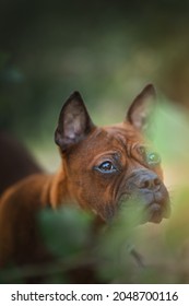 Chinese Chongqing Dog Outdoors At Sunset