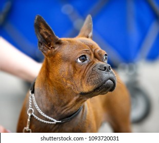 Chinese Chongqing Dog Rare Breed Portrait Close-up 