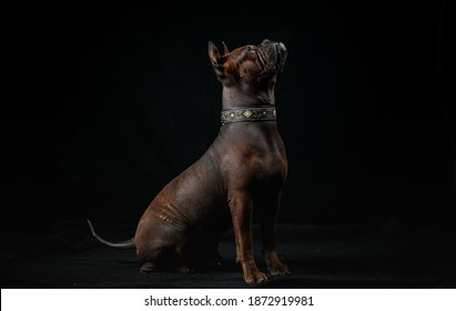 Chinese Chongqing Dog In Studio