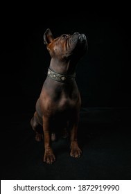 Chinese Chongqing Dog In Studio