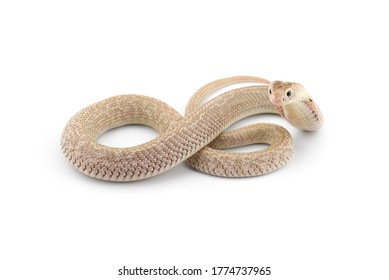 The Chinese Cobra Isolated On White Background