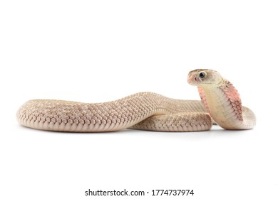 The Chinese Cobra Isolated On White Background