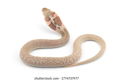 The Chinese Cobra Isolated On White Background