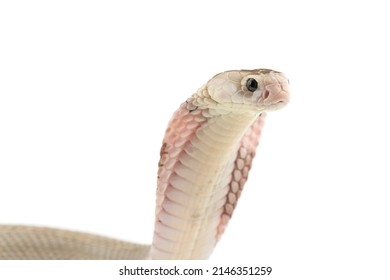 The Chinese Cobra Isolated On White Background