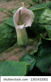 Chinese Cobra Lily From China