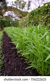 Chinese Convolvulus Growing Vegetables : Vegtables In The Garden