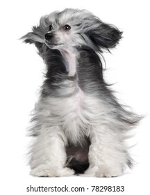 Chinese Crested Dog, 15 Months Old, With Hair In The Wind In Front Of White Background