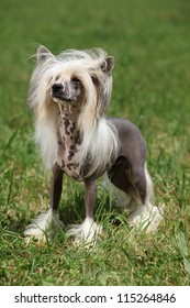 Chinese Crested Dog