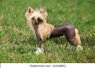 Chinese Crested Dog