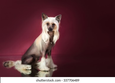 Chinese Crested Dog