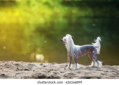 Chinese Crested Dog