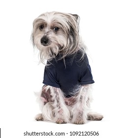 Chinese Crested Dog , 5 years old, in blue t-shirt looking at camera against white background