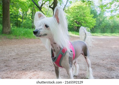 Chinese Crested Dog In A Chest Harness Sits On A Path In The Forest. White Pedigreed Dog With Long Hair On Paws, Muzzle And Ears. Walk Of The Owner And Dog In The Park.