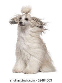 Chinese Crested Dog With Hair In The Wind, 2 Years Old, Sitting In Front Of White Background