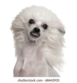 Chinese Crested Dog With Hair In The Wind, 1 Year Old, In Front Of White Background