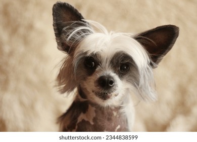 chinese crested dog hairless cutie