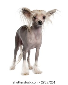 can you get hairless dogs