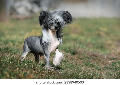 Chinese crested dog incredible portrait of a pet expressive look