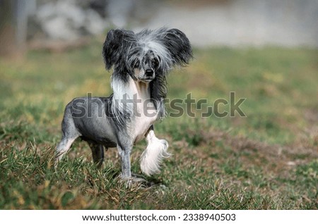 Chinese crested dog incredible portrait of a pet expressive look