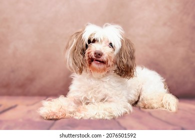 Chinese Crested Dog Overgrown Requiring A Haircut