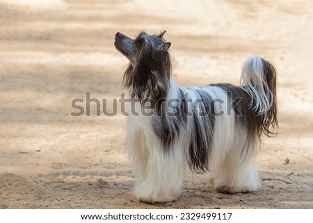 Chinese crested dog runs through a field of sand