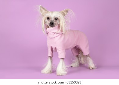 Chinese Crested Dog Staying In Handmade Warm Dress