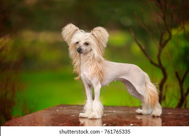 Chinese crested dog walks in the park - Shutterstock ID 761765335