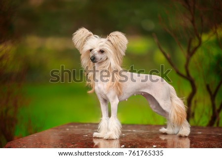 Chinese crested dog walks in the park