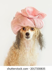 Chinese Crested Downy Dog With A Pink Towel On His Head After Washing