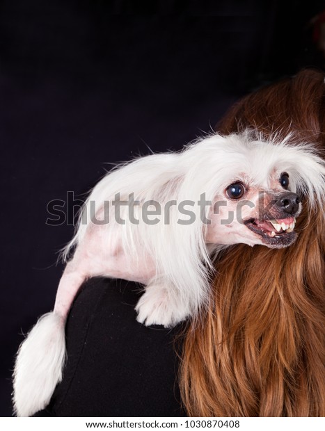 are chinese crested dog aggressive