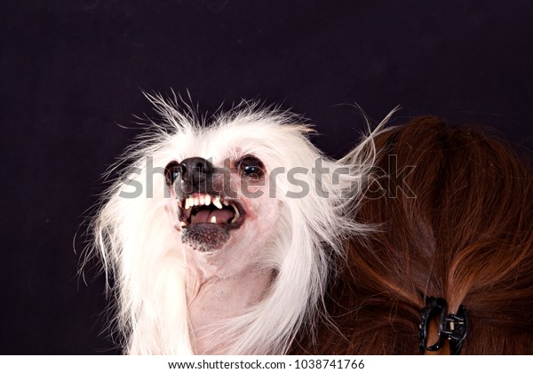 are chinese crested dog aggressive